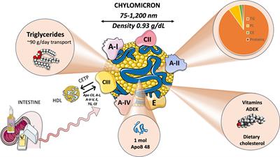 The chylomicron saga: time to focus on postprandial metabolism